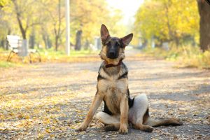 How To Prolong The Life Expectancy Of German Shepherd?