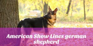 American Show Lines German Shepherd