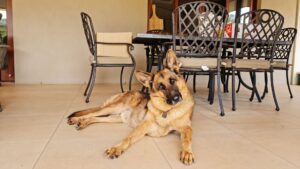 German Shepherd Maintenance Cost