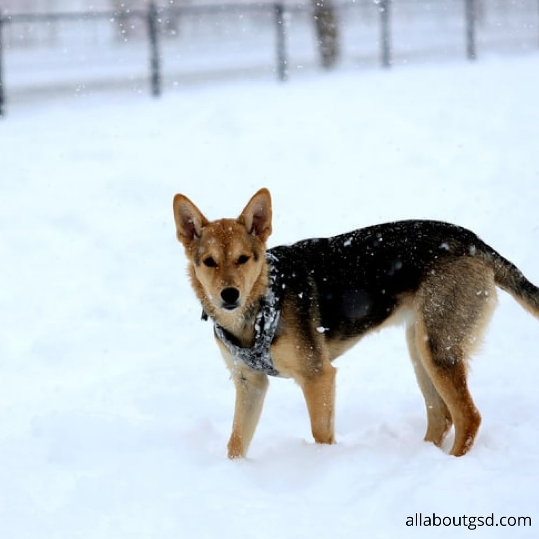 Can A German Shepherd Tolerate Cold Weather? All About German Shepherds