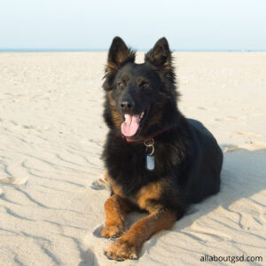 How Dose Modern Breed Of German Shepherd Dogs Looks?