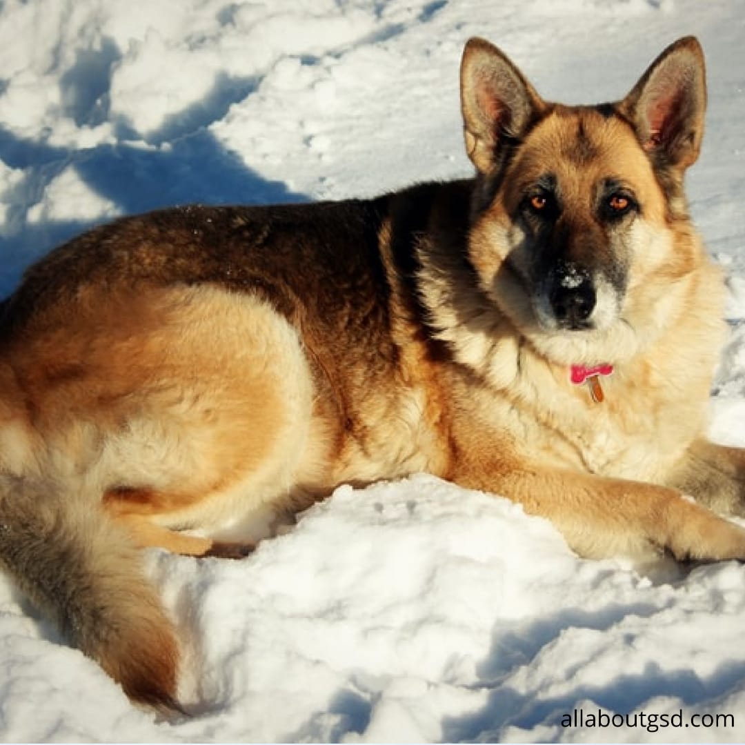 Can A German Shepherd Tolerate Cold Weather? All About German Shepherds