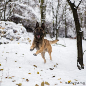  Is German Shepherd Tolerate Cold Weather?