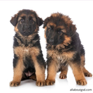 What Type Of German Shepherd Breed Have?