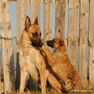 How Much Mixed Breed German Shepherds