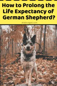 How To Prolong The Life Expectancy Of German Shepherd?