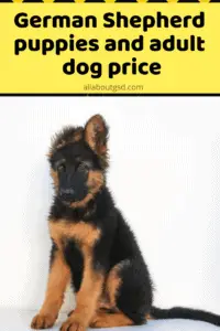 How Much Does A German Shepherd Cost - German Shepherd Puppies And Adult Dog Price