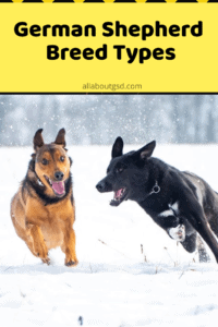 German Shepherd Breed Types