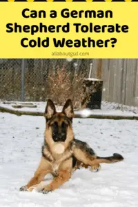 Can A German Shepherd Tolerate Cold Weather?