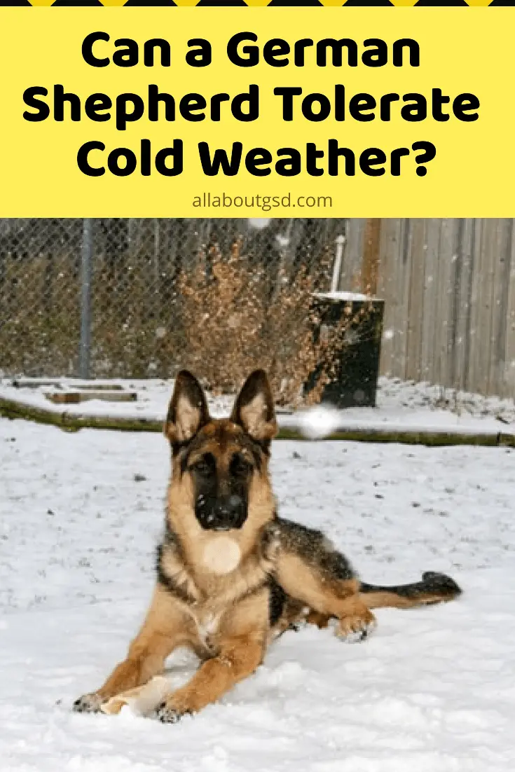 Can A German Shepherd Tolerate Cold Weather? All About German Shepherds