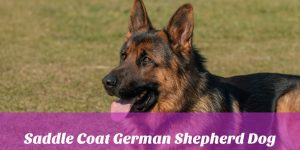 Saddle Coat German Shepherd Dog