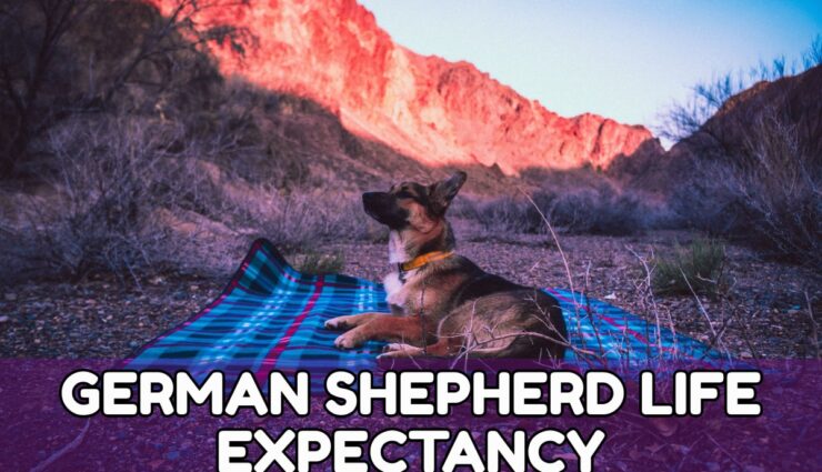 GERMAN SHEPHERD LIFE EXPECTANCY
