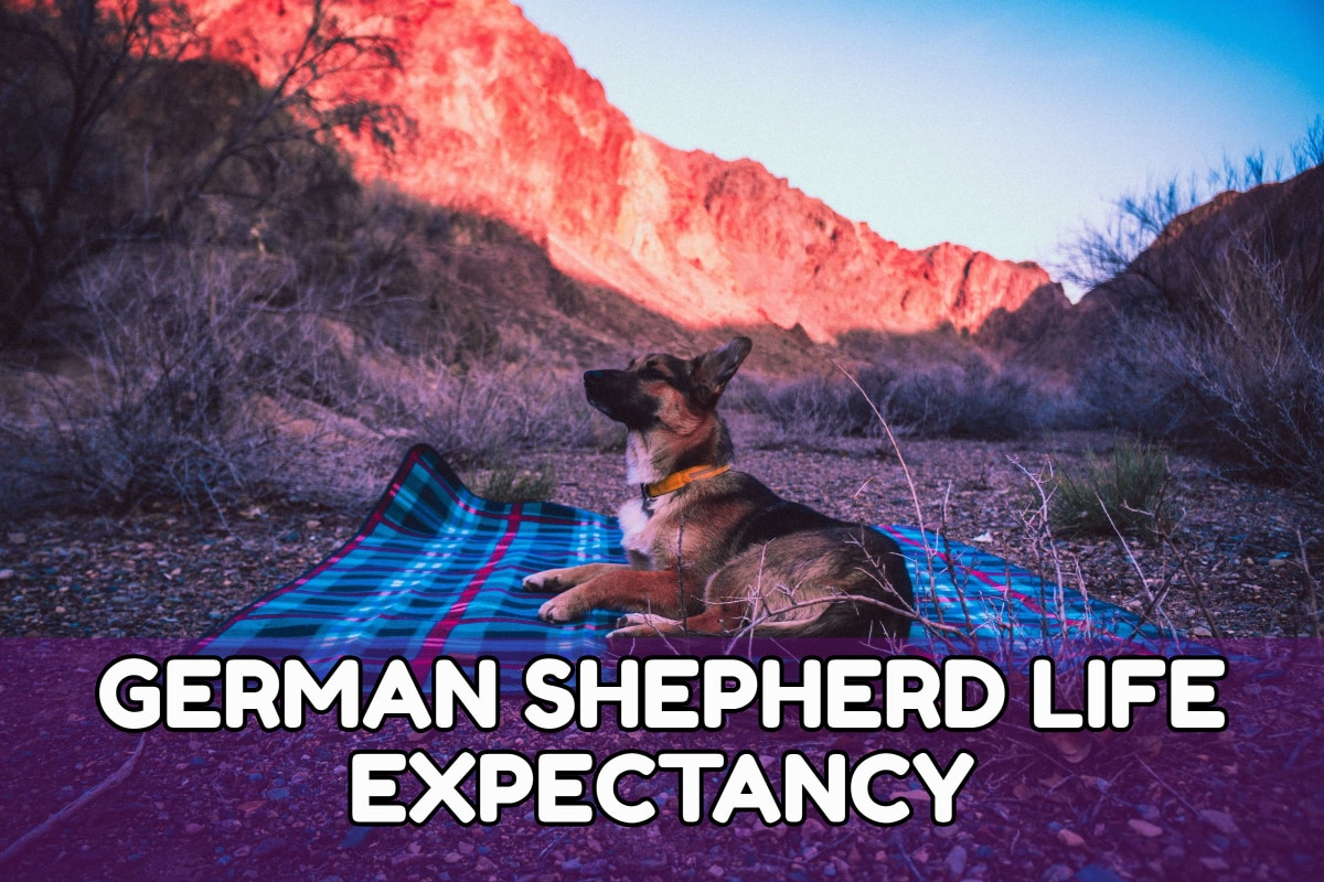 German Shepherd Life Expectancy