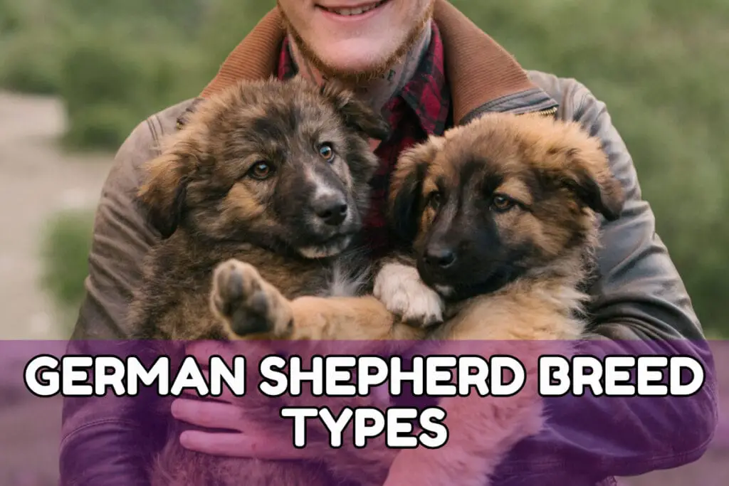 German Shepherd Breed Types