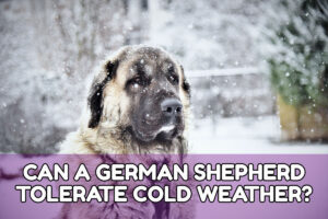 CAN A GERMAN SHEPHERD TOLERATE COLD WEATHER?