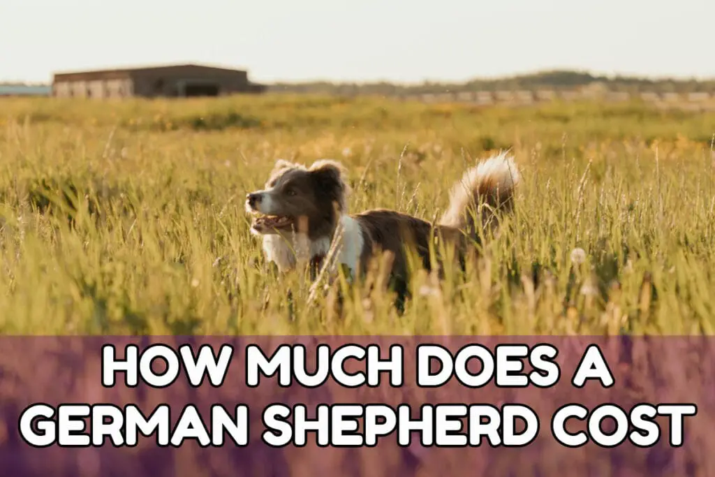 How Much Does A German Shepherd Cost