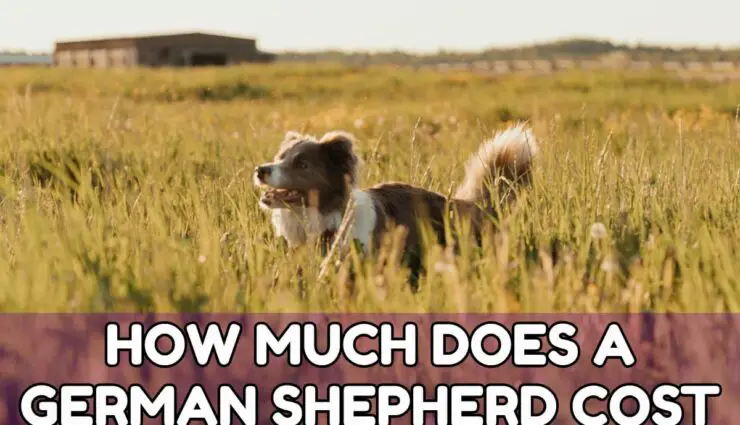 HOW MUCH DOES A GERMAN SHEPHERD COST