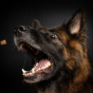 German Shepherd Maintenance Cost