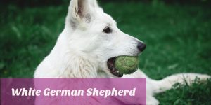 White German Shepherd