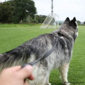 What Is The Factors To Keep In Mind While Training Your Dog