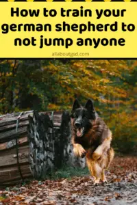 How To Train Your German Shepherd To Not Jump Anyone