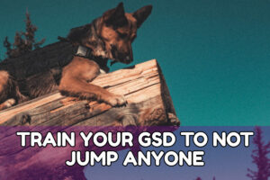 TRAIN YOUR GSD TO NOT JUMP ANYONE
