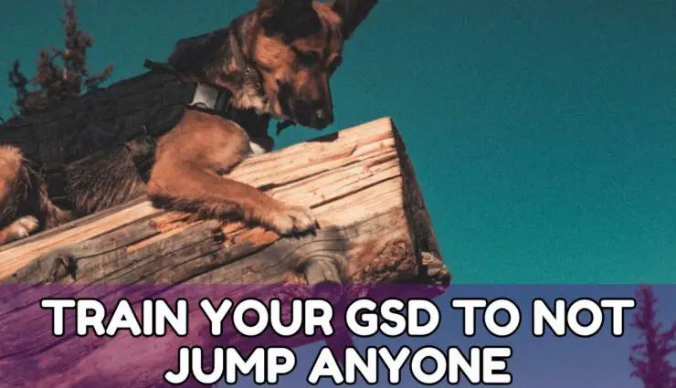 TRAIN YOUR GSD TO NOT JUMP ANYONE