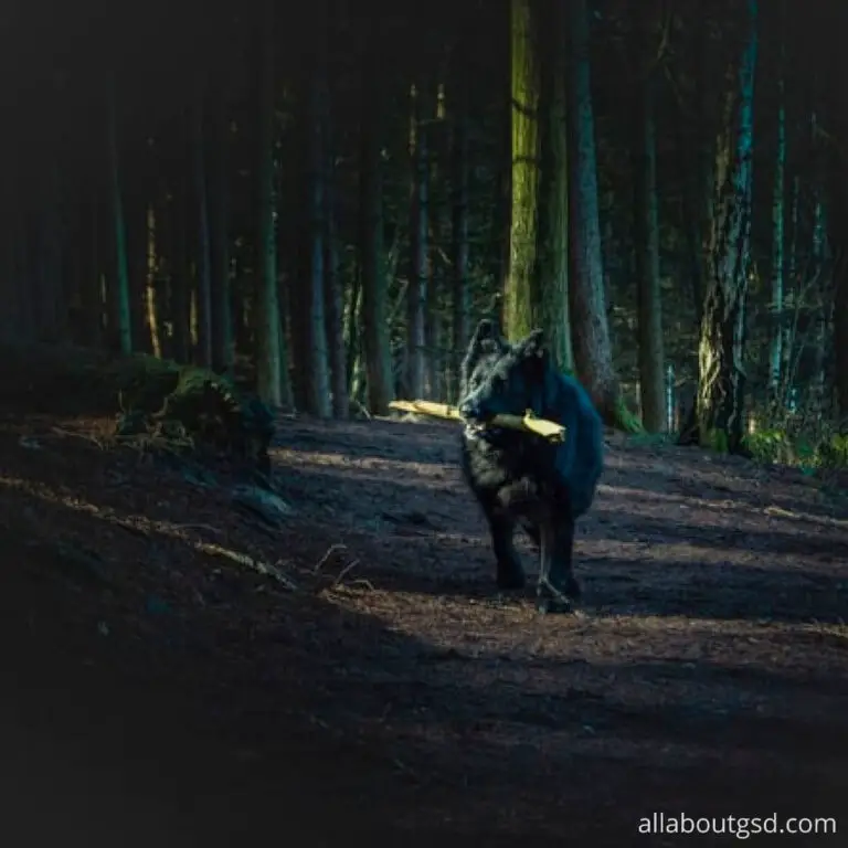 Do German Shepherds Shed A Lot? German Shepherd Shedding Guide