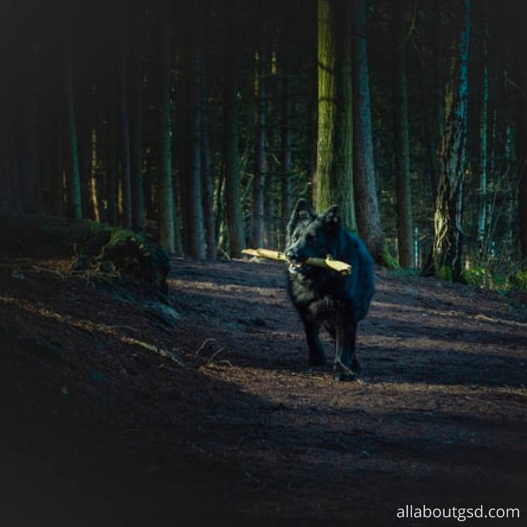 Do German Shepherds Shed A Lot? German Shepherd Shedding Guide