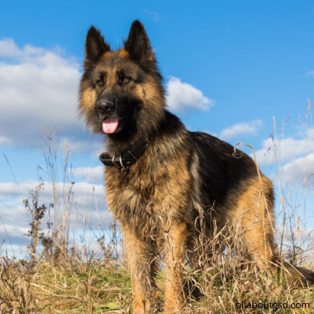 Do German Shepherds Shed A Lot? German Shepherd Shedding Guide