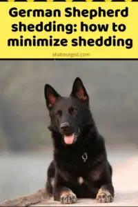 German Shepherd shedding: how to minimize shedding