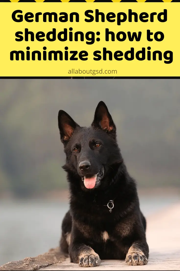 Do German Shepherds Shed A Lot? - German Shepherd Shedding Guide