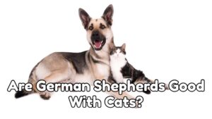 Are German Shepherds Good With Cats?