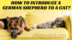 How To Introduce A German Shepherd To A Cat