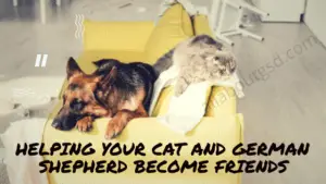 German Shepherd Cat Friendly