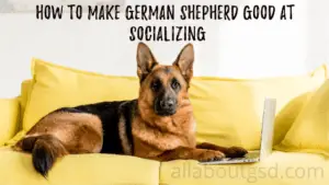 How To Make German Shepherd Good At Socializing
