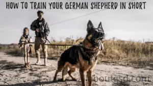 How To Train Your German Shepherd To Love Cats