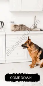 German Shepherd Good With Cats