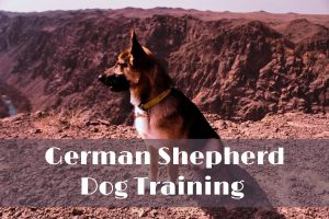 German shepherd dog and puppy training