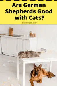 Are German Shepherds Good With Cats?