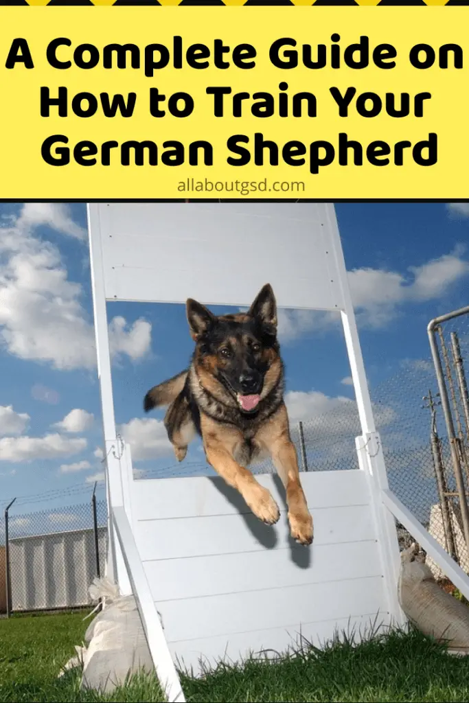 Is It Easy To Train A German Shepherd? 21 Tips To Train A German