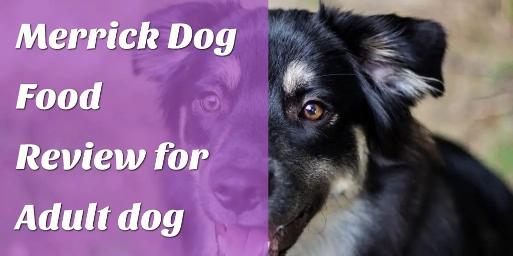 Merrick Dog Food Review For Adult Dog