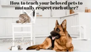 How To Teach Your Beloved Pets To Mutually Respect Each Other