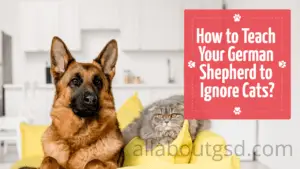 How To Teach Your German Shepherd To Ignore Cats?