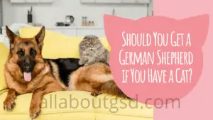 German Shepherd And Cat