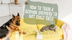 How To Train Your German Shepherd Not To Chase Cats