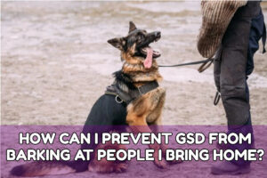 HOW CAN I PREVENT GSD FROM BARKING AT PEOPLE I BRING HOME?