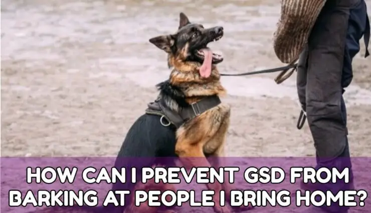 HOW CAN I PREVENT GSD FROM BARKING AT PEOPLE I BRING HOME?