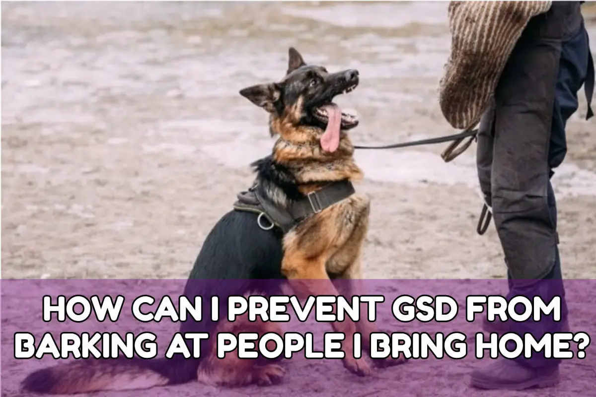 How Can I Prevent Gsd From Barking At People I Bring Home?