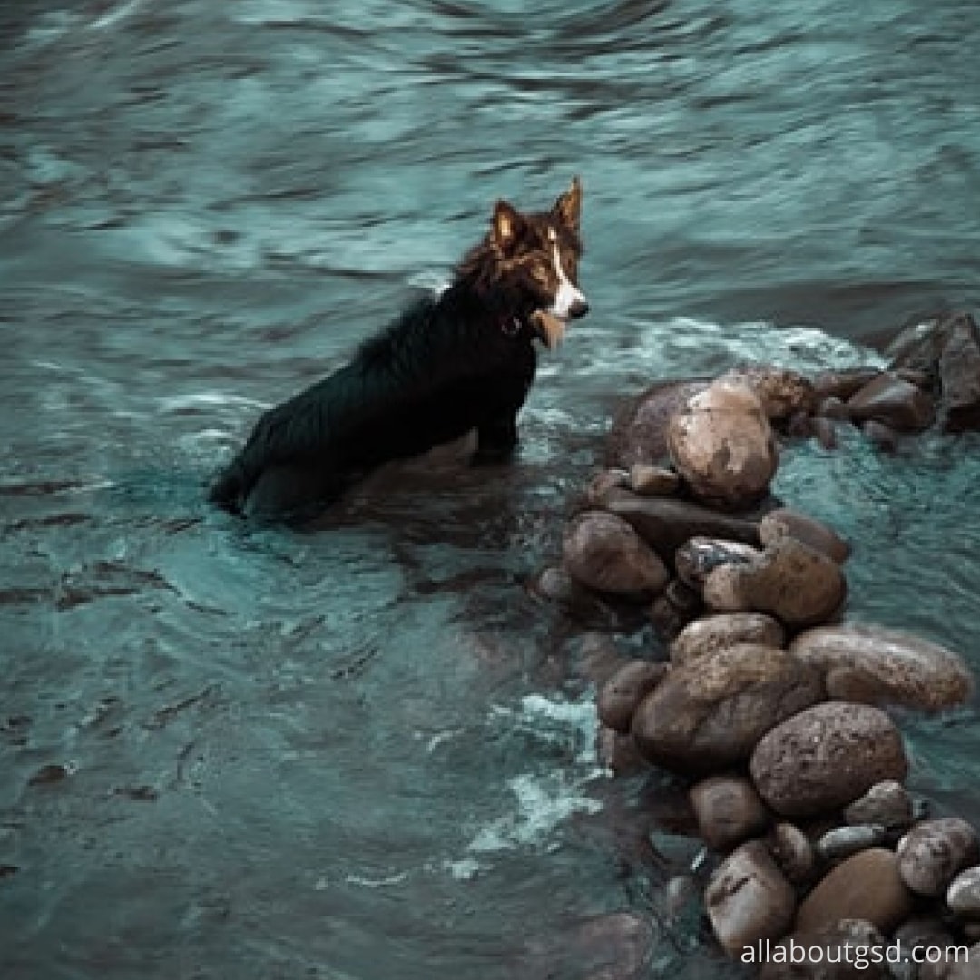Do German Shepherds Know That They Can’t Breathe Underwater? All